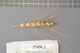 Click for 1 image(s) for this accession. Spike